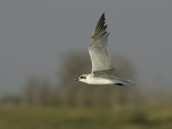 Hietatiira, Gull-billed Tern, Gelochelidon nilotica